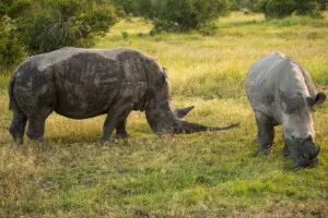 Southern White Rhinos, Ol Pejeta Conservancy, Kenya (44968104354)