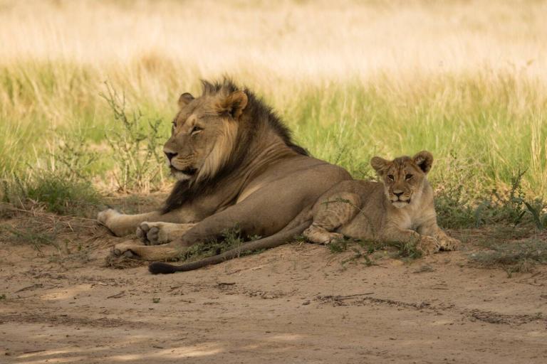 Explore the Heart of Kenya: 5 Reasons to Visit the Majestic Masai Mara