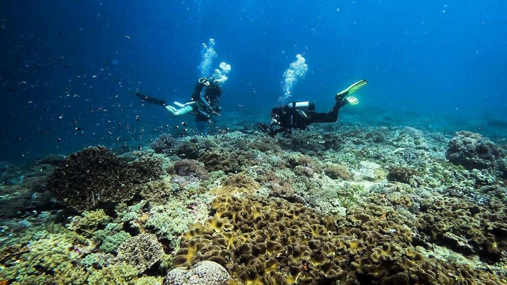 Reefs of the underwater world at Diani Beach.