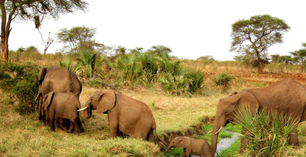 Elephants grazing in Naibosho Conservancy. Conservancies in Kenya.