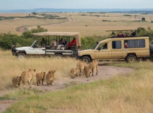Safari in The Maasai Mara 43837384641 1024x761