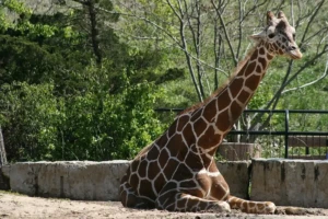 nature giraffe park animal